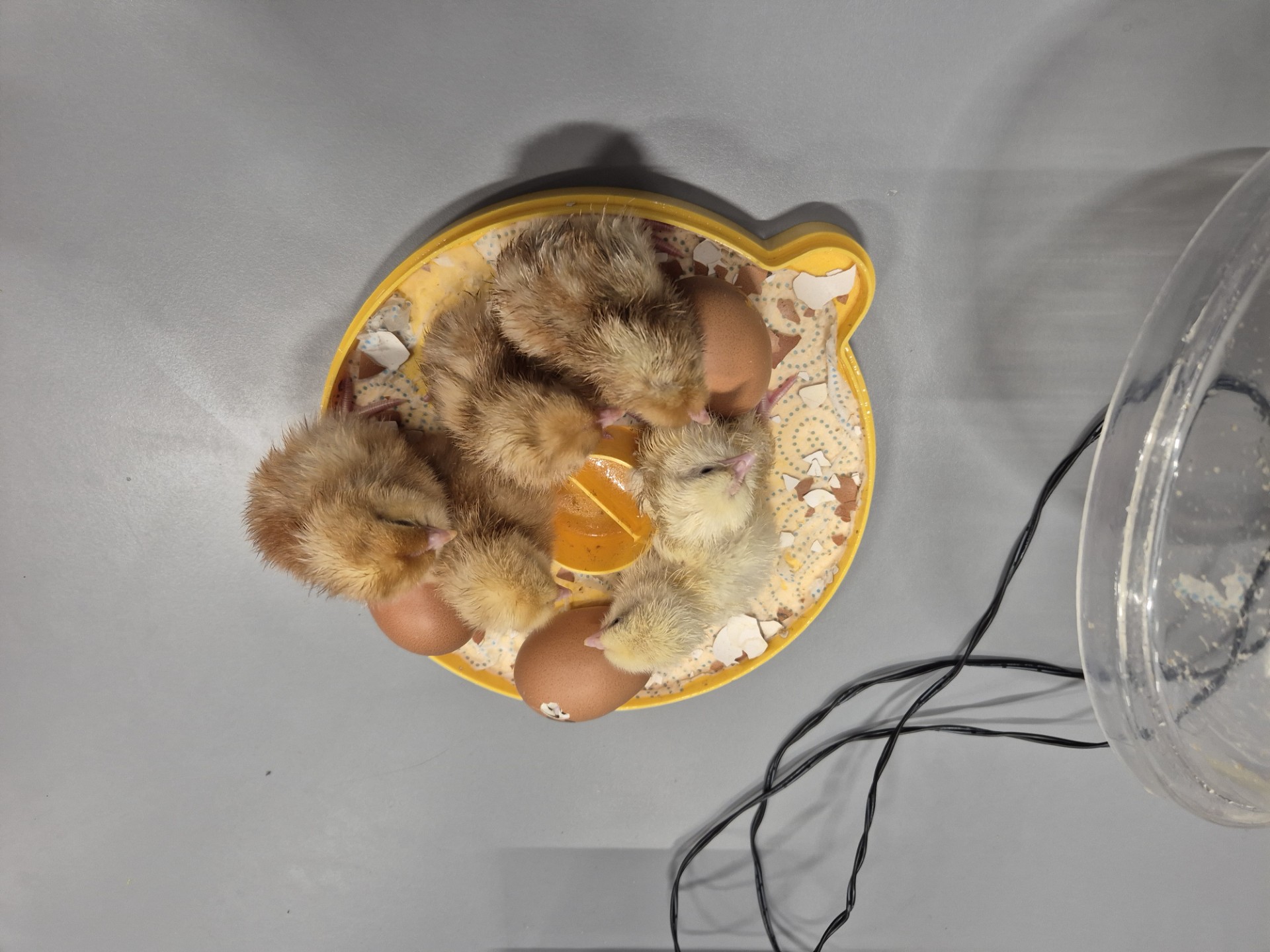 Image of Science - Chick Hatchery