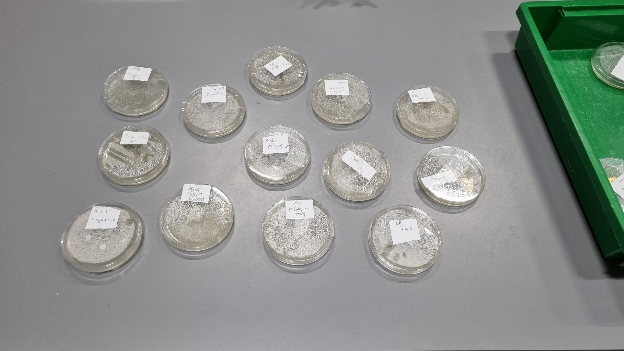 Image of Science Agar Plates