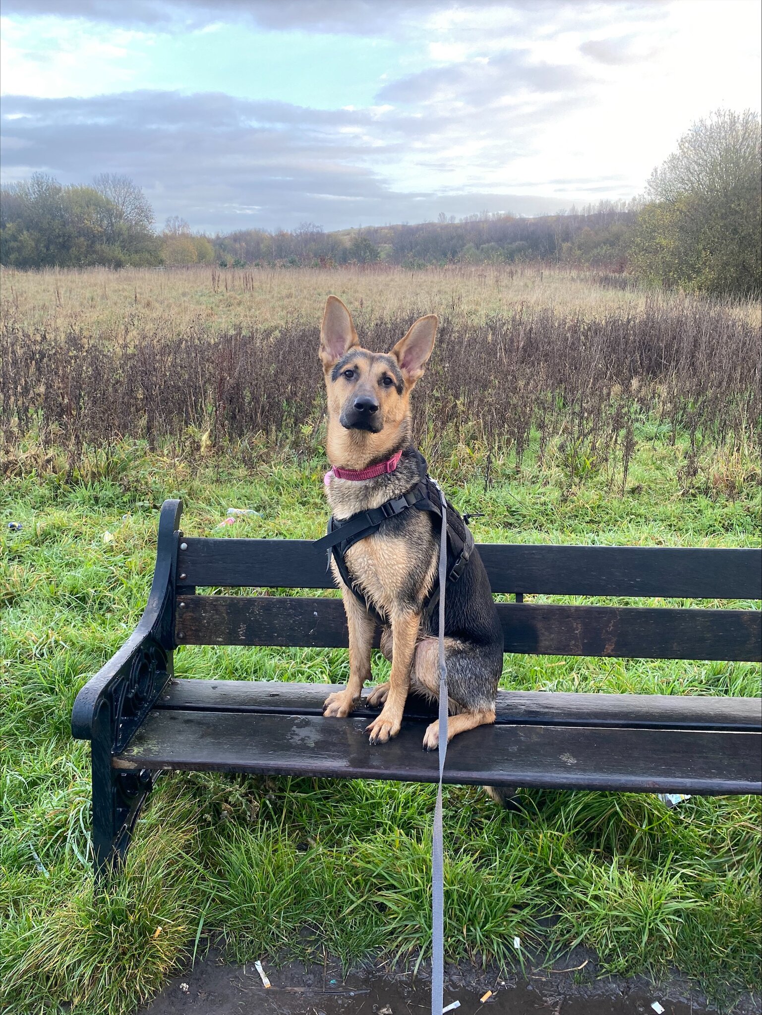 Image of School Therapy Dog - Nova