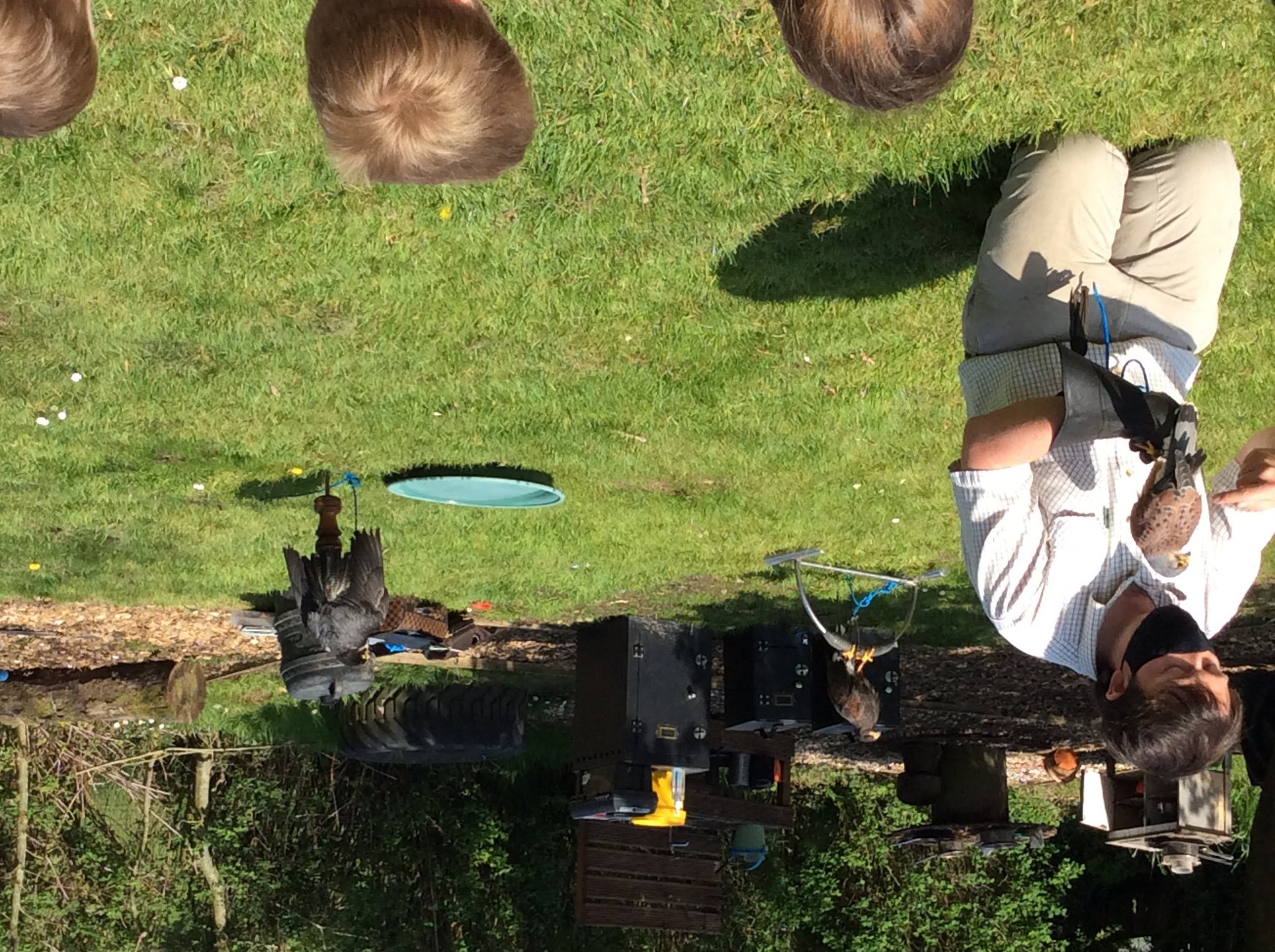 Image of Birds of Prey Visit Winmarleigh