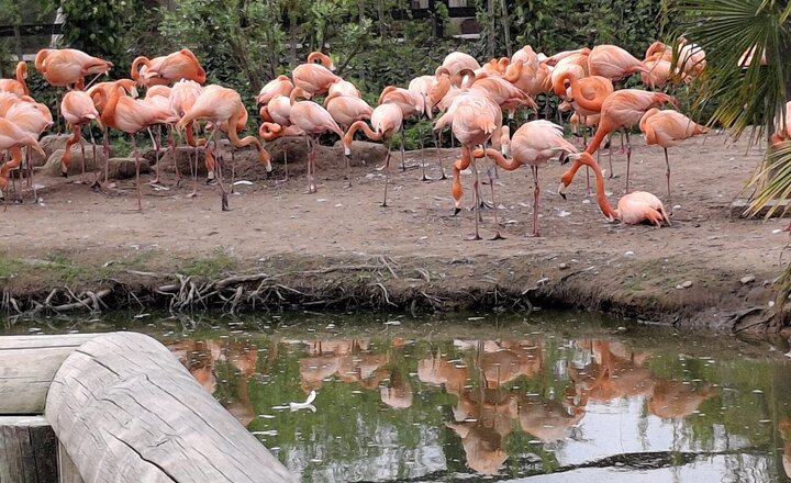 Image of Chester Zoo Trip