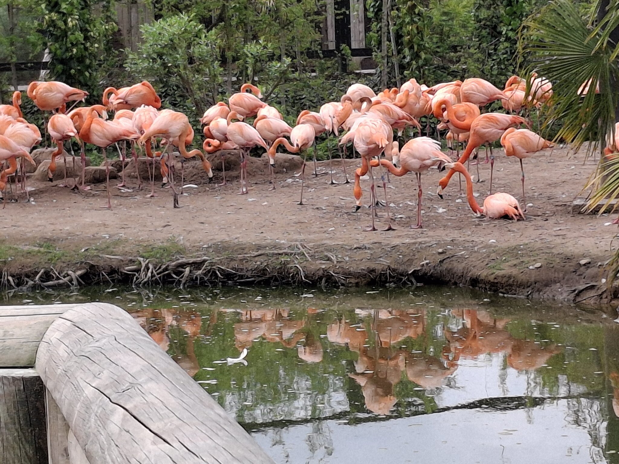 Image of Chester Zoo Trip