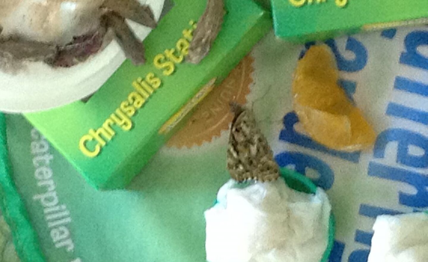 Image of We have butterflies!!!