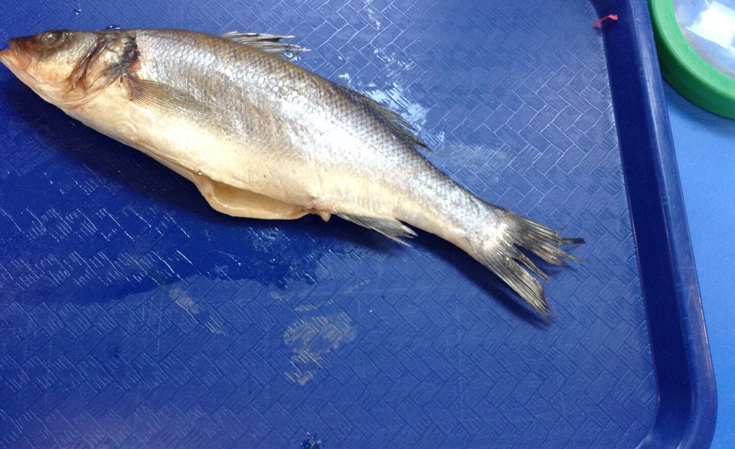 Image of Learning about fish