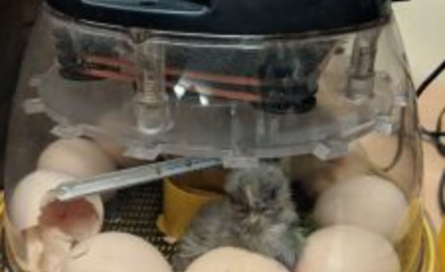 Image of Goodbye chicks