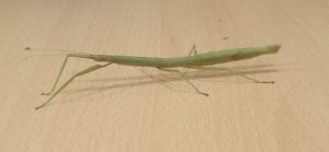 Image of Stick insects