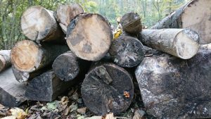 Image of Guisborough Woods