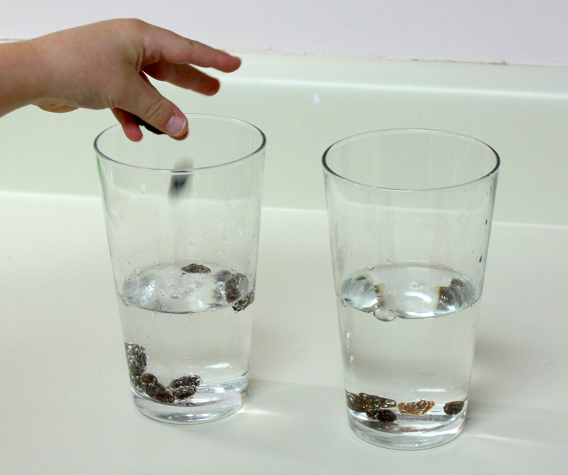 Image of Science investigation