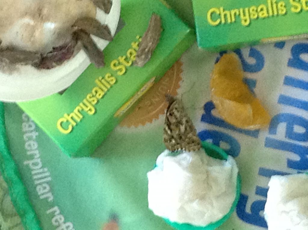 Image of We have butterflies!!!