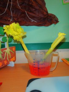 Image of How do plants transport water investigation