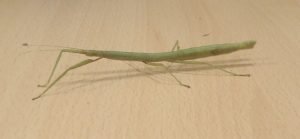 Image of Stick insects