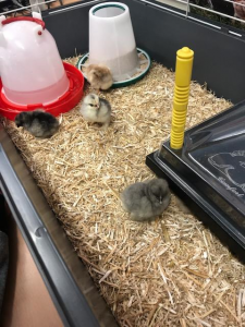 Image of We have chicks!