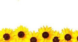 Image of Sunflowers